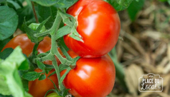Tomates "Giant Paste"