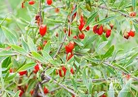 Plant de Baie de Goji XXL