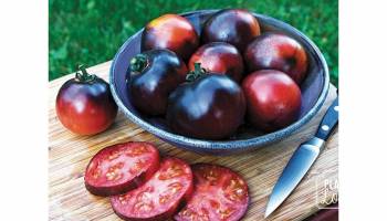 Tomates Indigo Blue Beauty