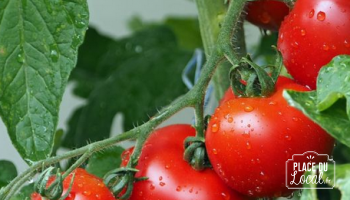 Tomates "Jeanningros"