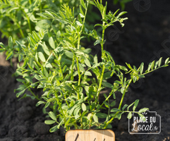 Plant de Lentille