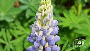 Plant de Lupin bleu