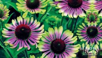 Plant de Marguerite Tricolore