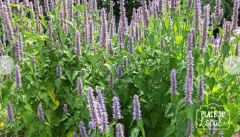 Plant de Menthe Coréenne