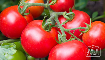 Tomate Moneymaker