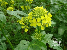 Plant de Moutarde