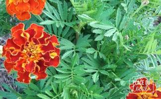 Plant d'oeillet d'Inde