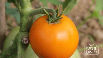 Tomate Orange Queen