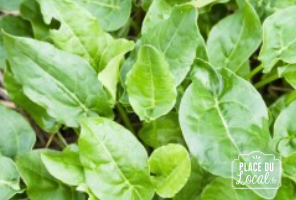 Plant d'oseille