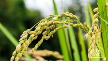 Plant de riz