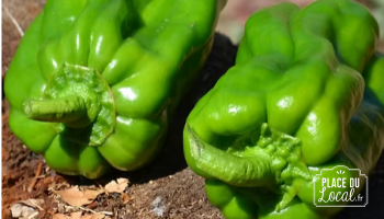 Poivron "Jumbo"