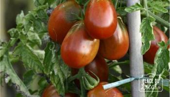 Tomates Prune noire