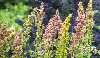 Plant de Quinoa