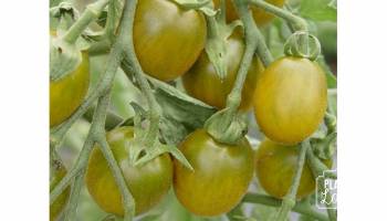 Tomates Green Grappe