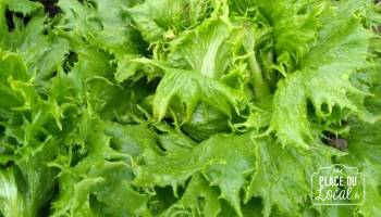 Salade  Reine des Glaces Bio