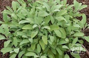Plant de Sauge Officinale