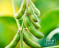 Plant de Soja