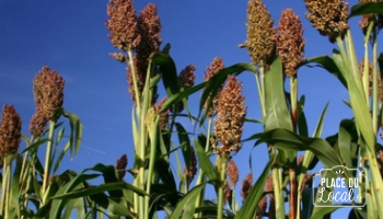 Plant de Sorgho