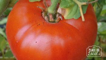 Plant de Tomate Saint Pierre