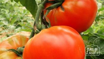 Tomate Brandywine rouge