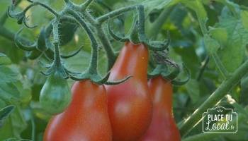 Tomate Cerise Poire rouge