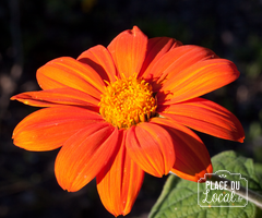 Tithonia