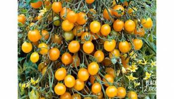 Tomates Jaune Ronde