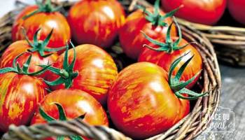 Tomates Red Zébra
