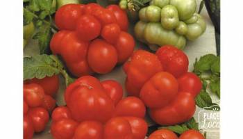 Tomates Voyage