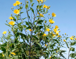 Plant de Topinambour