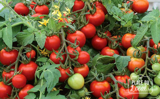 Tomates "Totem"