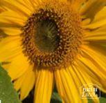 Tournesol nain