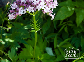 Plant de valériane officinale