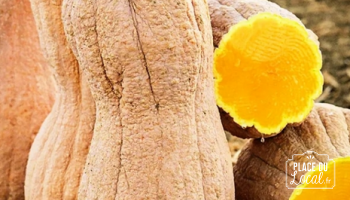 Plant Courge violina