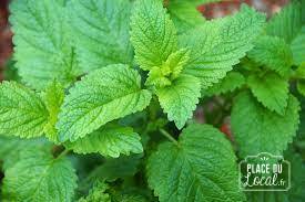 Plant de Mélisse