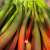 Rhubarbe Bio