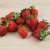 Fraises Bio