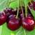 Cerises Burlat