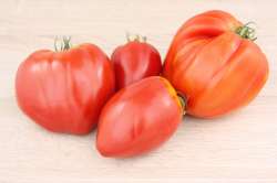 Tomates Coeur de Boeuf Bio