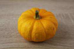 Courge Jack be Little Bio