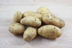 Pomme de Terre Nouvelle