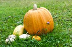 Citrouille Jack-O'-Lantern bio