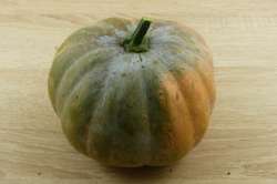 Courge Musquée de Provence