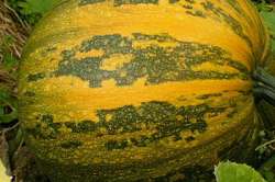 Courge Styrian Hulles