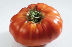 Tomates RUSSE Bio